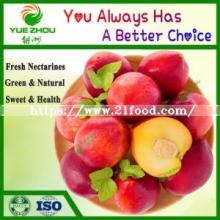 New Coming Nectarine Fresh Peach From China with 8 10 12cm