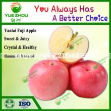 Red Apple Fresh FUJI Apple From China with Good Price