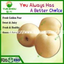 Juicy Pear Golden Fresh Pear with Reasonable Price From China