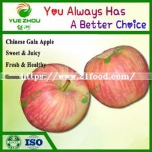 New Crop Fresh Apple Fresh Gala Apple From China