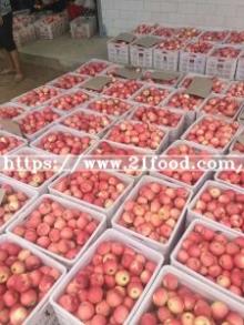 2018 New Crop Apple