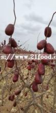 Best Quality Fresh Red Dates for Sale