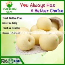 Hot Sale Fresh Golden Pears From China with Cheaper Price