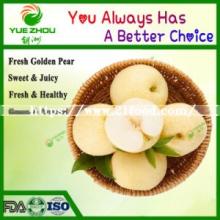 Top Sale Fresh Fruit Sweet Golden Pears with Juicy and Tasty