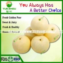 Sweet and  Juicy   Pear  Golden Fresh  Pear  with New Crop