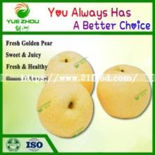 2018 New Crop Fresh Pear Golden Pear for Sale with Cheap Price