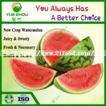 Supply Popular Fresh Organic Watermelon From China