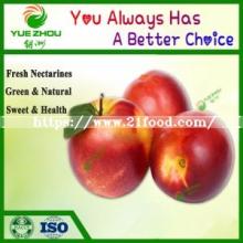 2019 New Crop Fresh Nectarines From Shandong China with Price