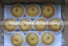 New Crop Fresh Fengshui Pear From China