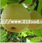 New Crop High Quality Fresh Pear in China