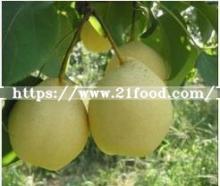 Good Quality Sweet Fresh Ya Pear
