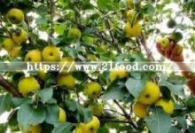 Delicious Fresh Fruit Ya Pear New Crop Pears