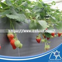 Nonwoven  Fabric  Berries Ground Film Jc-020