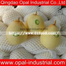 New Crop Fresh Chinese  Ya  Pear  for Wholesale