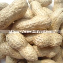 Export Good Quality Fresh Chinese Peanut