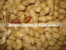 Crop 2018, Roasted Peanut in Shell, 9/11, China