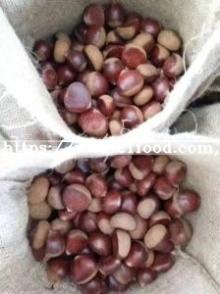 Fresh Chestnut (30-40, 40-50, 40-60, 60-80, 80-90, 90-110)