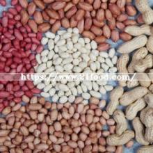 Red Peanut Kernels 24/28 From China Supplier