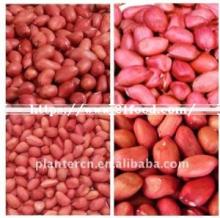 Competitive Peanuts with Red Skin (50/60)