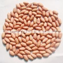 High Quality New Crop Peanut Kernel with Red Skin