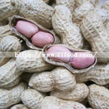 New Crop Peanut in Shell Long Type/Round Type From China