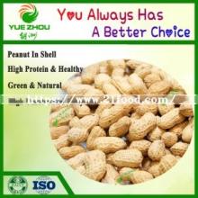 2019 Fresh Raw Peanut in Shell with High Quality