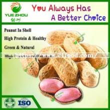 Top Quality Raw Peanuts Kernel and Raw Peanut in Shell for Sale