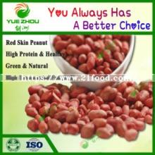 Wholesale China New Crop 28/32 Red Peanut Kernel with Cheap Price