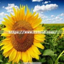 Flower Seeds From Inner Mongolia Wholesale