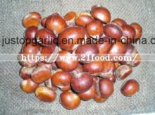 New Crop Fresh Chestnut (30-40, 40-50, 50-60, 40-60)