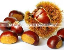 Fresh Chestnut (30-40, 40-50, 50-60, 40-60, 80-100, 90-110 PCS/kg)