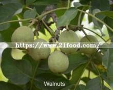 The Most Popular Nuts Healthy Food Rich Nutrition Walnut