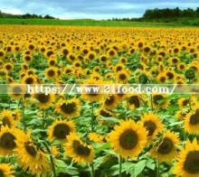 Delicious Snack Foods Sunflower Seeds for Everybody