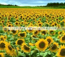 Chinese Sunflower Seeds for Everyone