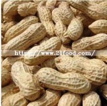 New Crop Good Quality Raw Peanuts in Shell for Sale