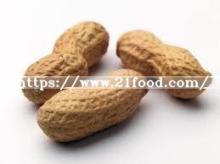 China Origin Wholesale Roasted  Raw   Blanched   Peanut s Price