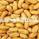Good Quality  Fried   Salted   Peanut  Kernels