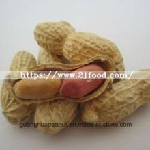 New Crop Roasted Peanut in Shell