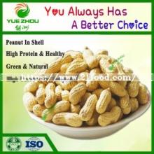 Organic  Bulk  Peanut in Shell Long Peanut From China with Cheap Price