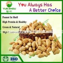 Super Class of Peanut  Raw  Peanut in Shell From China