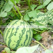 Supply Melon Seeds, Black Watermelon Seed with High Quality