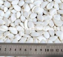Wholesale Export Pumpkin Seeds