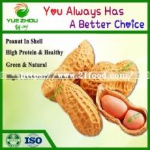 Large Quantity Organic Bulk Peanut in Shell From China with Cheap Price