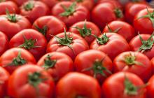 Fresh  Tomato