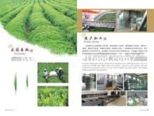 Wholesale 9501 Chinese Organic Tea Leaf Drink Tea