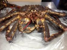 Live Red King Crab