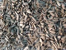 Sunflower Kernel,  confectionery   grade  and bakery  grade 