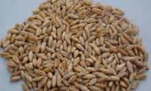 Triticale FOB Black sea