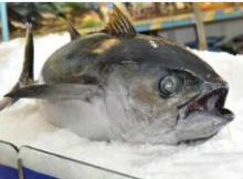 Bluefin  Tuna   yellowfin  Bigeye  Tuna  Skipjack Bonito  Tuna  Products