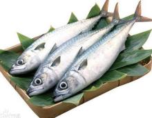 Horse  Mackerel / jAPANESE   Mackerel /Pacific  Mackerel 